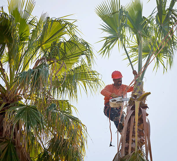 Best Tree Removal Near Me  in USA